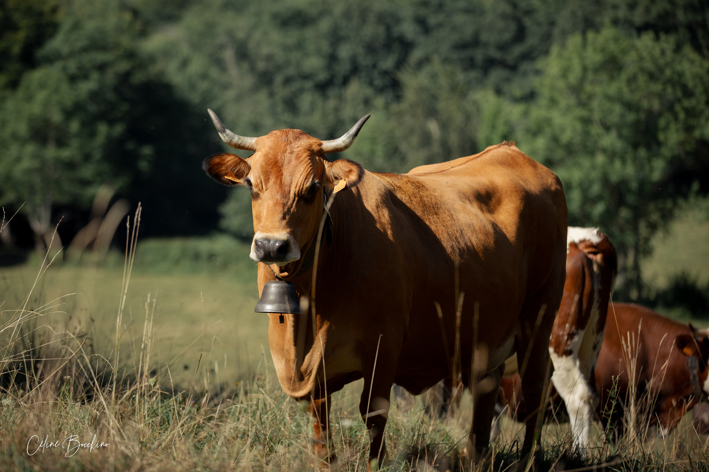 Troupeau GAEC Normand