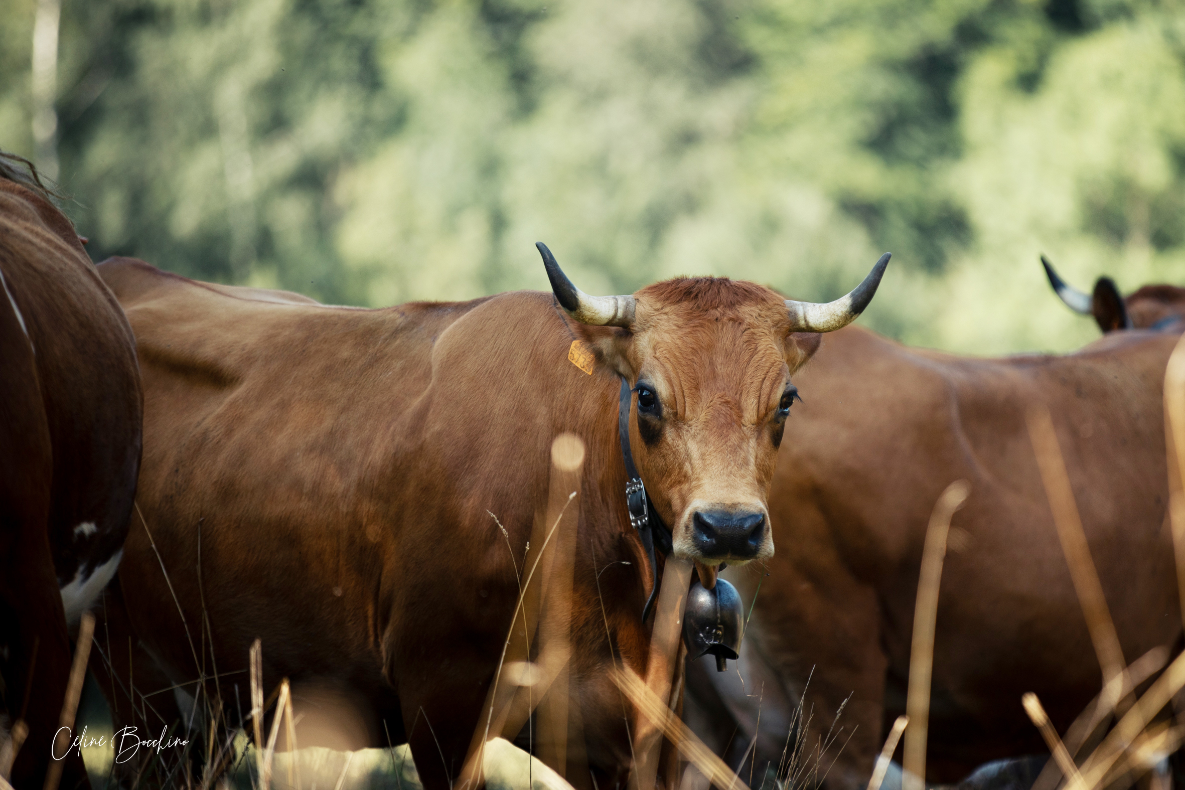 Troupeau GAEC Normand