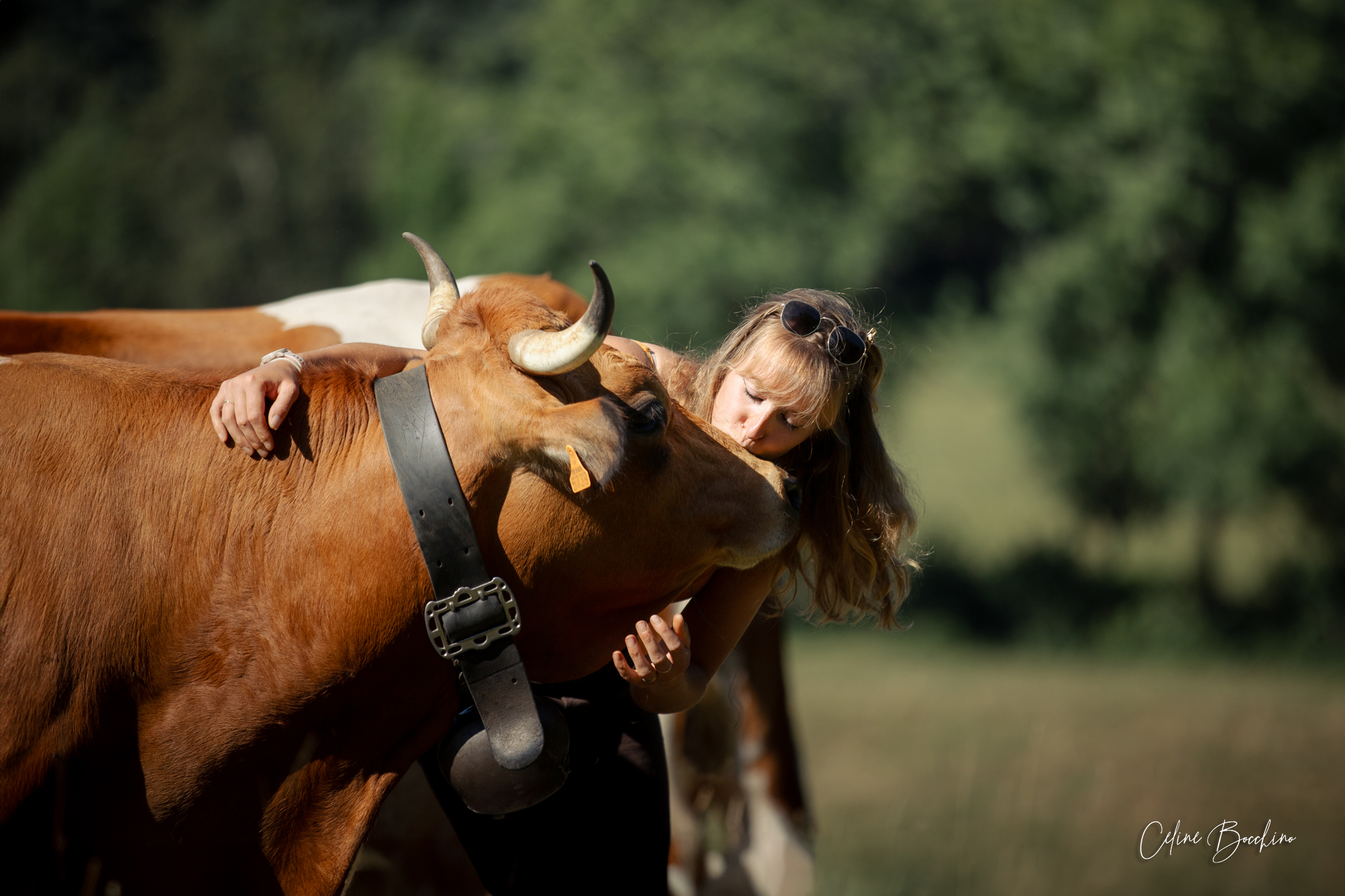 Troupeau GAEC Normand