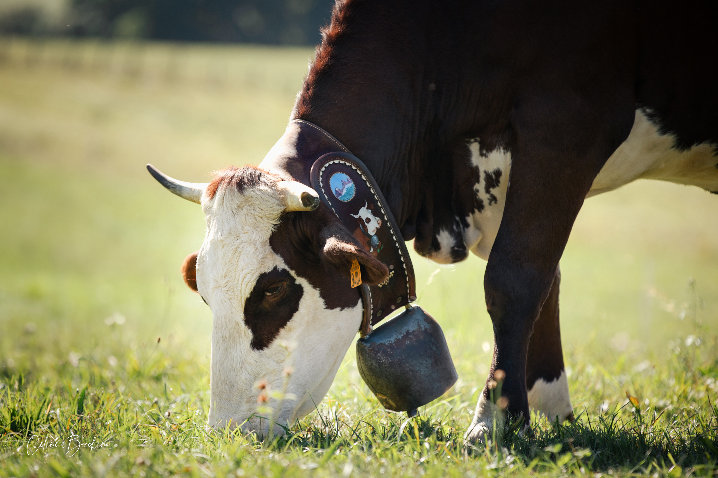 Troupeau GAEC Normand