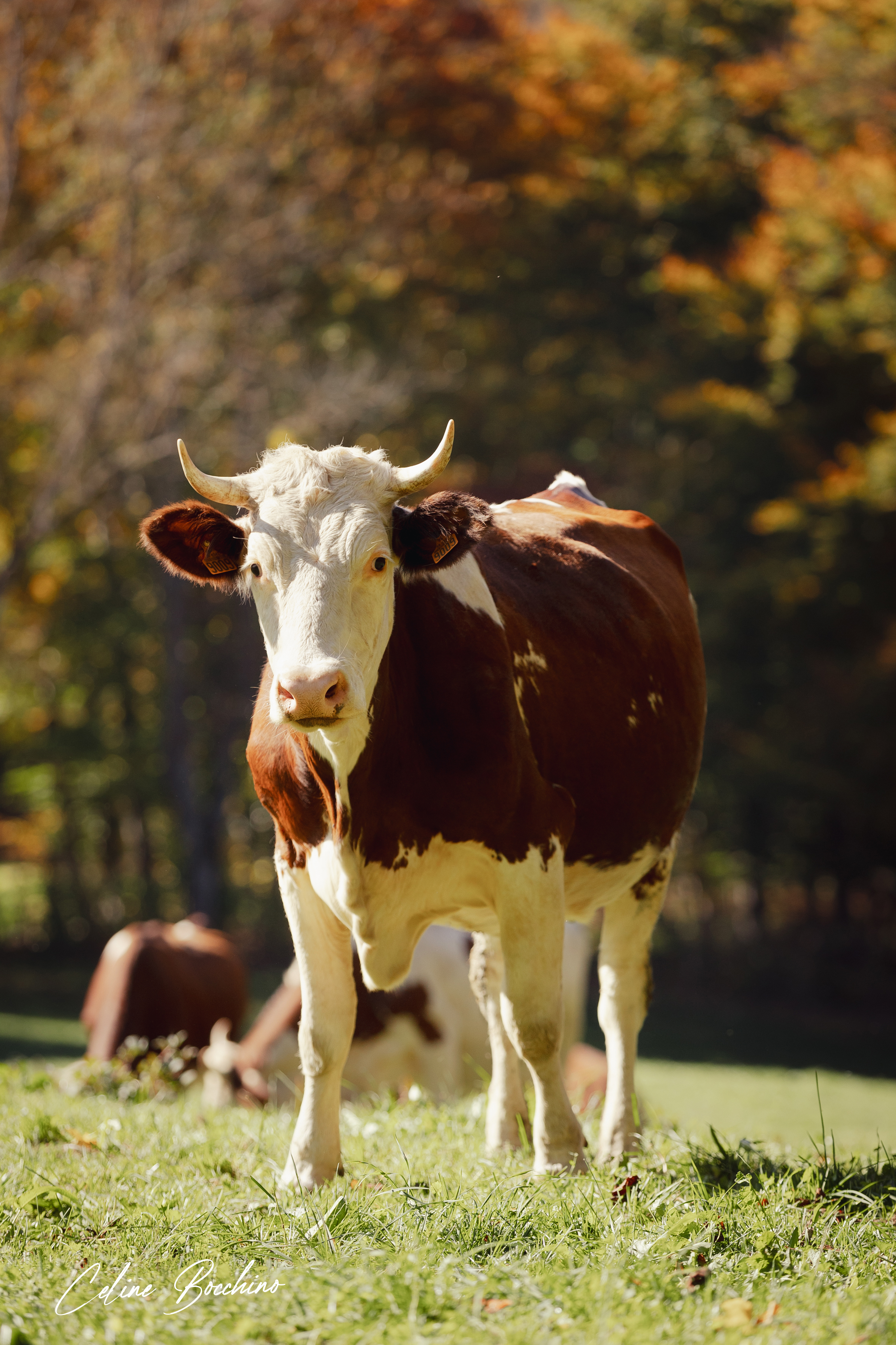 Troupeau GAEC Normand