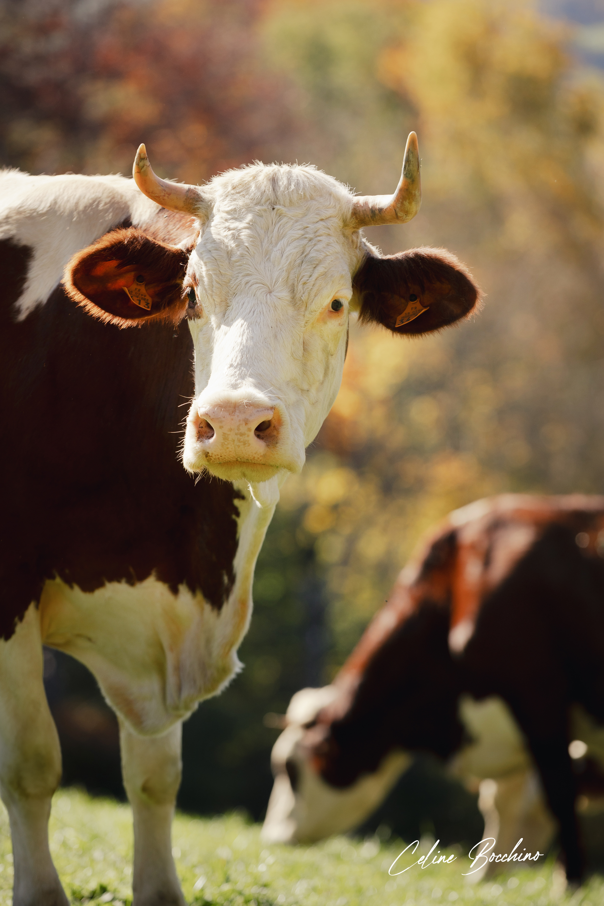 Troupeau GAEC Normand