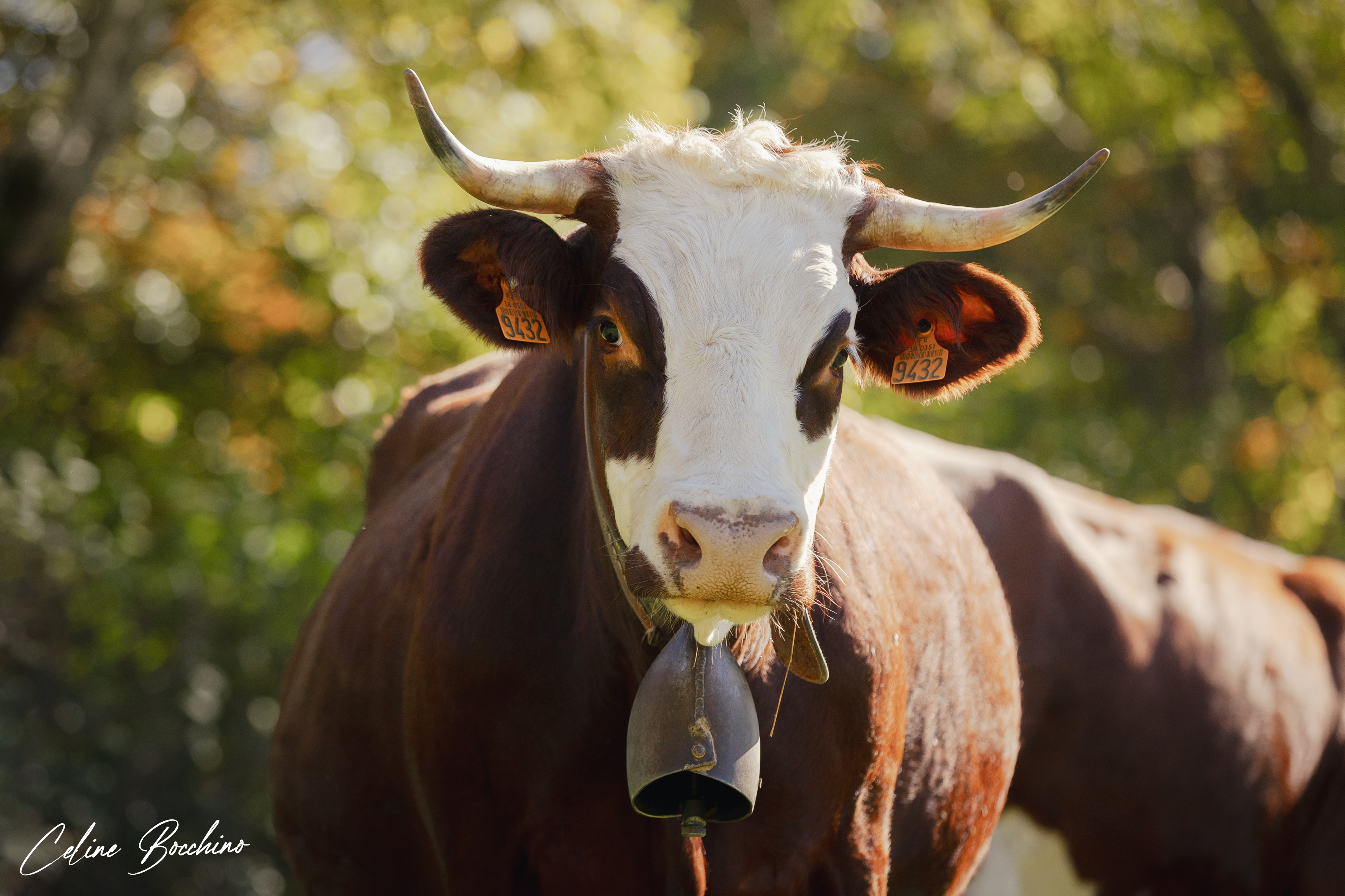 Troupeau GAEC Normand