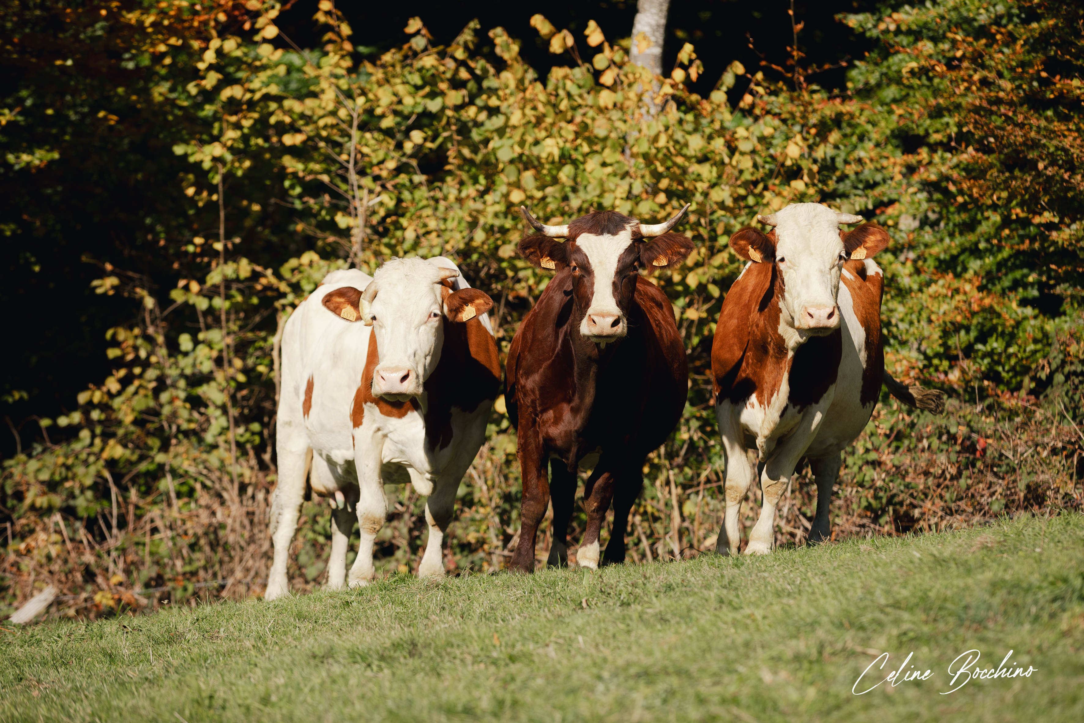 Troupeau GAEC Normand